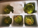 京鮮氣東北花蕾甜瓜 頭茬八里香甜瓜花姑娘新鮮脆甜應(yīng)季水果禮盒 精選果3斤【實(shí)惠無(wú)禮盒】 曬單實(shí)拍圖