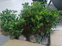 行湘蓬萊松盆栽植物綠植盆栽盆景四季常青蓬萊松大苗不含盆 源頭直發(fā) 曬單實(shí)拍圖