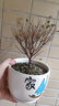 泰西絲小葉赤楠盆栽盆景植物室內桌面盆栽擺件+中號家陶瓷盆 源頭直發(fā) 曬單實(shí)拍圖