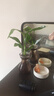 水培一葉蘭綠植室內(nèi)盆栽四季常青客廳網(wǎng)紅水養(yǎng)植物好養(yǎng)活懶人綠蘿 水培一葉蘭60cm左右6棵單發(fā)植物 曬單實(shí)拍圖