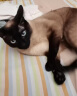 田田猫 宠物硅胶餐垫FDA标准安全环保硅胶餐垫猫用品 实拍图