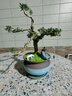 嗨綠黃楊老樁盆景樹(shù)苗雀舌皺皮造型小葉盆栽綠植室內客廳好養樹(shù)樁植物 老樁黃楊+天青盆621+底座 曬單實(shí)拍圖