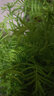 中夢(mèng)水杉水培魚(yú)缸造景溪流缸水杉盆栽盆景魚(yú)池水生植物綠植水草室內外 水杉30-40cm高5棵 曬單實(shí)拍圖
