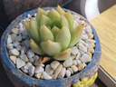 墨一（MOYI）新款 多肉植物組合盆栽 超萌多肉綠植花卉室內(nèi)盆栽新手好養(yǎng) 黃麗3-5cm 含盆 曬單實拍圖