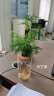 九千谷 水培植物文竹 室内观叶植物盆栽绿植桌面摆件 含玻璃瓶竹托8160 晒单实拍图