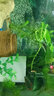 BESSN 水草基肥底肥魚缸緩釋肥料固體長效顆粒肥陶粒砂水草泥根肥 水草基肥 240g 【120g×2瓶】 曬單實拍圖