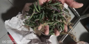 多肉植物佛珠吊蘭盆栽垂吊紫玄月 吊蘭 特大 紫玄月多肉 佛珠多肉 紫玄月（約12株） 曬單實(shí)拍圖