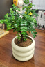 京云夢竹柏平安竹室養(yǎng)植物辦公室微型微觀迷你小盆栽竹柏歡喜盆源頭直發(fā) 曬單實拍圖