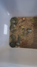 大甲魚(yú)苗鮮活小甲魚(yú)苗團(tuán)魚(yú)苗鱉批發(fā)外塘中華鱉水魚(yú)苗包郵包活 30克 20只 曬單實(shí)拍圖