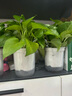 櫻霞綠蘿盆栽室內(nèi)植物花卉家用新房吸除甲醛綠植水培長藤垂吊大盆綠籮 180#原盆吸水大綠蘿【4盆】+肥2 曬單實(shí)拍圖