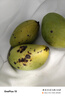 【超甜大芒果】新鮮當(dāng)季水果芒果大青芒 【3斤凈重】單果400-500克 曬單實拍圖