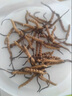樓上中國香港 粗節冬蟲(chóng)夏草禮盒 老年人小孩孕婦滋補品 頭期新鮮干貨 一級蟲(chóng)草 (自用級) 37.8克 曬單實(shí)拍圖