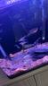 甄夢(mèng)漁野大號神仙魚(yú)燕魚(yú)秘魯七彩淡水魚(yú)紅頭三色雪燕熊貓活體熱帶觀(guān)賞魚(yú) 大號云石神仙2條裝5-6cm 曬單實(shí)拍圖