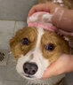 氧迪寵物除螨抑菌專用沐浴露泰迪比熊博美犬貓狗洗澡沐浴護毛清潔臭味 【洗護】潔凈亮毛沐浴露+護毛素 曬單實拍圖