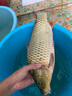 廣太4-20米深水水庫(kù)魚(yú)網(wǎng)粘捕魚(yú)網(wǎng)三層沉網(wǎng)加重穿孔墜塑料浮漂柔絲漁網(wǎng) 5米高 5指100米長(zhǎng)三層沉網(wǎng) 曬單實(shí)拍圖