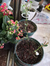 花友卡羅拉 紅玫瑰花苗 黑玫瑰花卉觀(guān)花植物陽(yáng)臺盆栽大花月季 卡羅拉【經(jīng)典紅玫瑰】 不含盆 曬單實(shí)拍圖