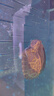 萌正義亞甲基藍(lán)溶液白點(diǎn)調(diào)理劑錦鯉白毛小瓜蟲魚缸殺菌養(yǎng)魚用品 白點(diǎn)水霉套餐：亞甲基藍(lán)+白點(diǎn)凈 曬單實(shí)拍圖