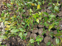 登越正宗茶葉苗龍井茶葉苗綠茶苗鐵觀音茶苗白茶樹苗毛尖茶苗綠化苗 龍井2年苗（5棵起拍） 20cm(含)-30cm(不含) 曬單實(shí)拍圖