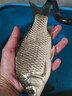 河冠鯉高蛋白野釣黑坑魚餌料開口誘魚快聚魚久鯉魚餌通殺搓餌散炮 【爆護(hù)必選】1包 曬單實(shí)拍圖
