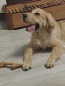 GiGwi贵为狗玩具磨牙棒狗狗磨牙玩具中大型犬狗狗玩具用品木塑鹿角M幼犬宠物玩具 实拍图