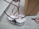 虹越（HONGYUE）無(wú)花果樹(shù)果苗 多品種多年生庭院果樹(shù)南方北方種植果樹(shù)苗HN 【中苗帶盆】虹安紫果1加侖（苗齡1-2年） 曬單實(shí)拍圖