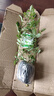 愛(ài)你一萬(wàn)年玫瑰花苗帶花苞月季盆栽特大花薔薇室內外庭院花卉綠植物四季開(kāi)花 【原盆月季當年開(kāi)花】甜夢(mèng)-中苗 曬單實(shí)拍圖