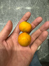 譯蒙之味廣西融安脆皮金桔滑皮小金桔新鮮當季水果孕婦純甜無(wú)酸脆蜜金橘 特果1斤【27-30顆/斤】精選嘗鮮 曬單實(shí)拍圖