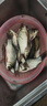 阿盧p04輕口高靈敏度鯽魚漂鯉魚漂醒目蘆葦浮漂黑坑野釣滑口弱口浮標(biāo) LPP04本色陰天尾（陰天用） 4號(hào)一支(吃鉛約1.73克) 曬單實(shí)拍圖