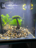 森淵（SENYUAN）魚缸造景裝飾莫斯樹迎客松生命之樹水族杜鵑根沉木巴西樹造景魚缸 高15厘米單頭(蘑菇頭直徑10cm) 曬單實拍圖