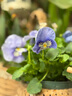 逸棵角堇三色堇花苗 四季種開(kāi)花冬季陽(yáng)臺庭院室內盆栽易種四季 角堇小馬藍紫 小苗3株 曬單實(shí)拍圖