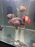 光特億CA+魚缸加熱棒自動恒溫省電變頻龜水族箱小型加溫棒大功率水族箱 CA+100W【順豐快遞】 曬單實拍圖