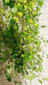 通沭常春藤四季常青爬藤植物除甲醛凈化空氣/長30-50cm2棵源頭直發(fā) 曬單實(shí)拍圖