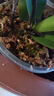 CPAI智利進口水苔毛毛蟲蝴蝶蘭植物蘭花專用土烏龜冬眠保濕干苔蘚 智利水苔原包分裝600克 無規(guī)格 曬單實拍圖