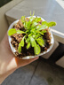 捕蠅草盆栽豬籠草植物室內花卉綠植 綠巨人【捕蠅草】 大苗懶人盆 曬單實(shí)拍圖