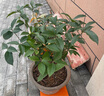 桂花樹苗桂花苗盆栽金桂四季桂室內外濃香型陽臺花卉綠植庭院盆景植物 紅日香【四季開花濃香】 5年苗【開花多多】 曬單實拍圖