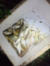 民間藝人魚(yú)漂套裝 鯽魚(yú)鯉魚(yú)高靈敏浮漂 野釣加粗醒目夜光漂套裝送禮帶漂盒 壹號漂鯽魚(yú)綜合五支套裝 曬單實(shí)拍圖