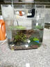 AIPHAROW草缸精品珊瑚鳳尾苔moss莫斯摩斯摩絲加火山石莫斯水榕火山石造景 火山石三角莫斯 曬單實(shí)拍圖