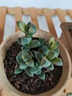 兩腿跑多肉植物帶盆栽好精品小老樁多頭盆栽錢(qián)串太陽(yáng)花紅唇鹿角海棠葡萄 鹿角(2頭) 塑料盆6.5cm栽好發(fā)貨 曬單實(shí)拍圖