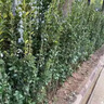 圍墻籬笆植物大葉北海道黃楊苗冬青樹(shù)苗四季常青耐寒庭院綠籬樹(shù)苗 北海道冬青1.5米左右高【10顆】 曬單實(shí)拍圖