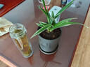 劉閣蘭花蘭花苗 荷瓣金荷 現帶濃香花苞出售 好養綠植花卉盆栽綠植 4苗連體裸根帶花 曬單實(shí)拍圖