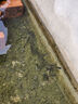 鯽魚苗淡水養(yǎng)殖食用活魚土鯽工程湘云黃金鯽大品種中科三號五號鯽冷水觀賞小魚苗批發(fā) 大鯽魚4-6厘米50條多發(fā)10%防損 曬單實拍圖