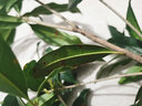 種花迷四季桂樹(shù)苗盆栽 桂花盆景 庭院綠化 桂花樹(shù)苗 桂花苗 當年開(kāi)花 金桂 5年苗 2cm粗(嫁接苗) 曬單實(shí)拍圖