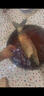 卓競?cè)毡具M口水槍手魚鉤歪嘴伊勢尼有倒刺無刺大物18號20號 進口 歪嘴伊勢尼 有倒刺【50枚】 13號 曬單實拍圖
