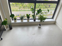 綠蔭巷子北歐ins發(fā)財樹(shù)綠植室內盆栽客廳小盆栽辦公室桌面植物擺件小盆景 【小葉赤楠】南瓜盆+石子 曬單實(shí)拍圖
