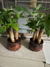 中夢(mèng)  發(fā)財(cái)樹盆栽植物陶瓷盆栽室內(nèi)花卉土養(yǎng)盆景金搖錢樹盆栽客廳綠植 辦公室植物 【2盆裝】發(fā)+財(cái)字陶瓷盆+三桿發(fā)財(cái)樹  含盆 曬單實(shí)拍圖