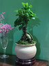 瀚林怡景（HANLINYIJING）小葉人參榕樹盆栽室內(nèi)辦公室茶幾桌面小綠植造型老樁植物四季常青 人參榕-素陶盆A款 曬單實(shí)拍圖