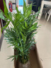 散尾葵盆栽大型綠植花卉網(wǎng)紅鳳尾竹袖珍椰子夏威夷富貴盆景苗室內(nèi)客廳公司走廊擺放植物四季常青好養(yǎng) 高度50厘米左右1盆10棵-原土不含盆 曬單實拍圖