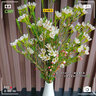 悅多彩A級(jí)澳洲平頭臘梅中國(guó)臘梅鮮花云南基地直發(fā)順豐速運(yùn)生活鮮花 銀柳 A級(jí)平頭臘梅白色1扎（原色）送5個(gè)小掛件 曬單實(shí)拍圖