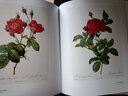 【封面隨機】正版現貨 Redoute the bible of rose 英文原版 宮廷畫(huà)師雷杜德手繪花卉玫瑰花圖譜作品集 雷杜德畫(huà)集畫(huà)冊書(shū)籍暢銷(xiāo)書(shū) 曬單實(shí)拍圖