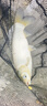 猛攻突擊鰱二代鰱鳙專用輕量大物竿魚竿手桿超輕超硬釣魚竿臺釣竿7.2m 曬單實拍圖